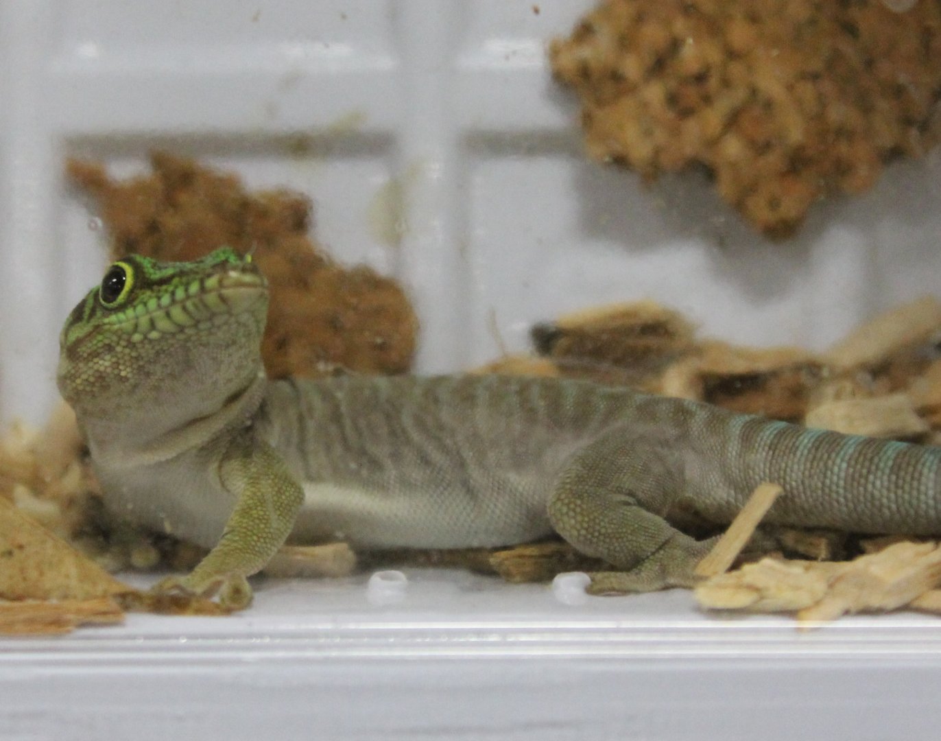 Phelsuma standingii