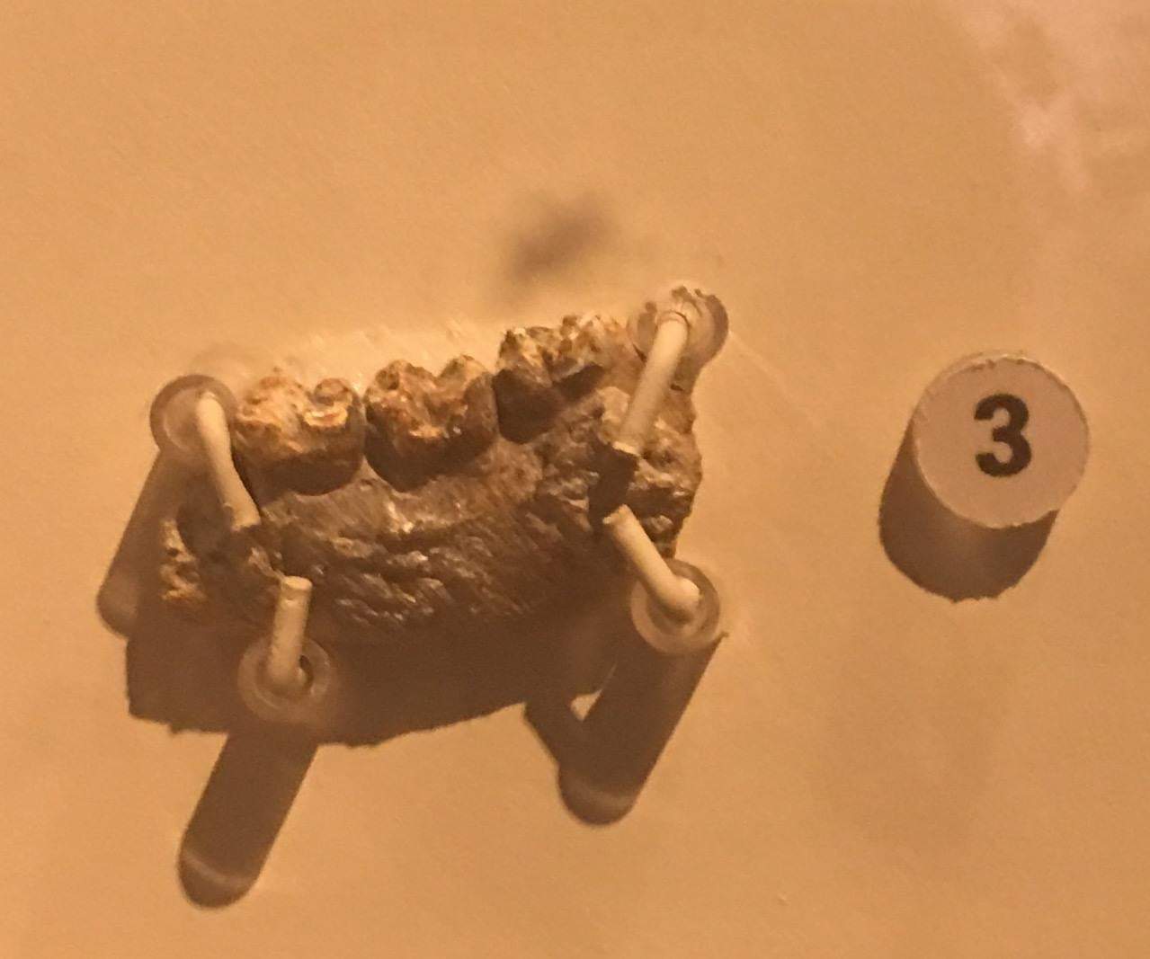 Phenacodus (lower jaw bone fragment)