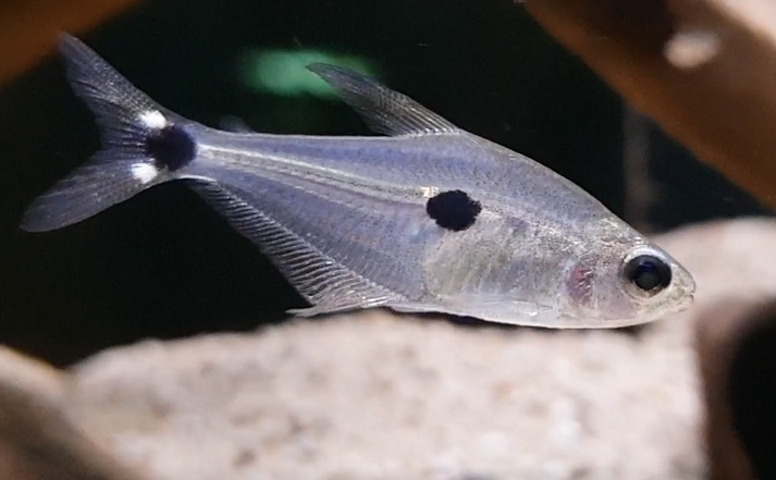 Phenacogaster tegatus