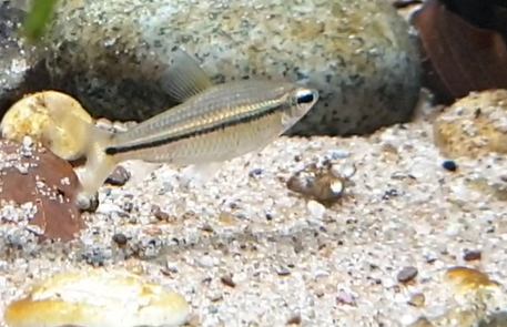 Phenacogrammus aurantiacus