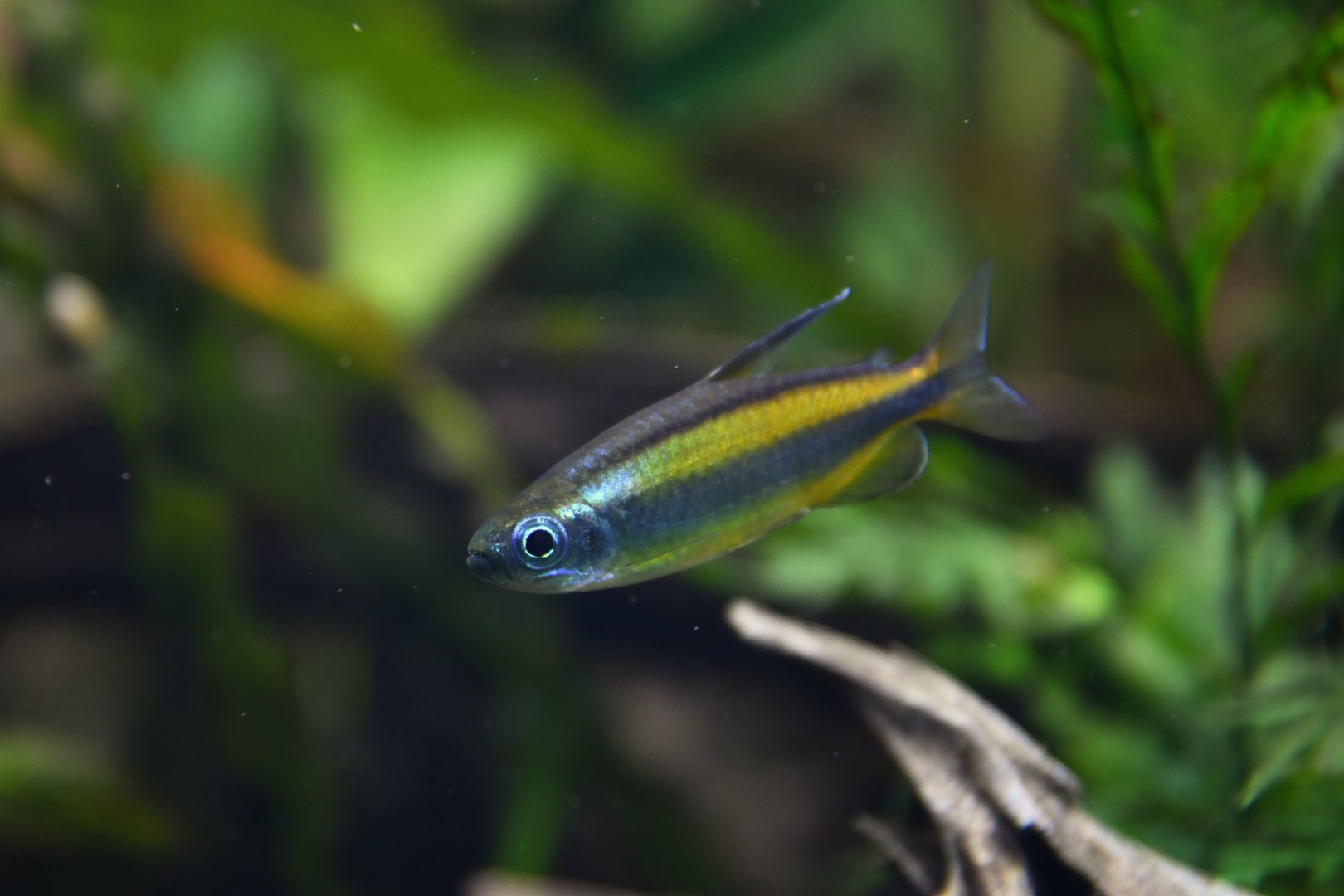 Phenacogrammus aurantiacus