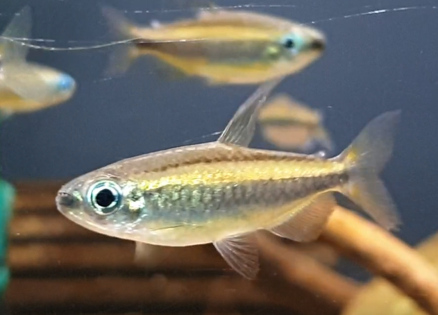 Phenacogrammus cf aurantiacus