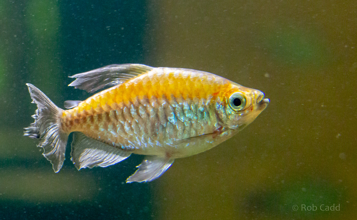 Phenacogrammus interruptus : Whipsnade : 06 Sep 2019