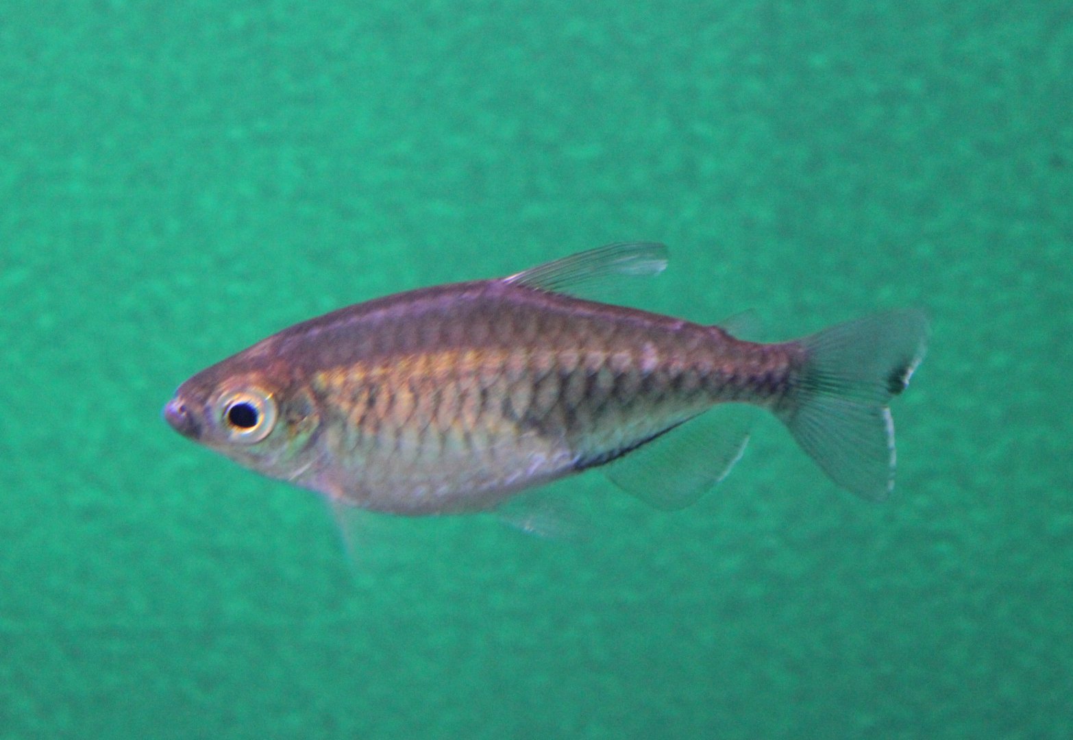 Phenacogrammus interruptus