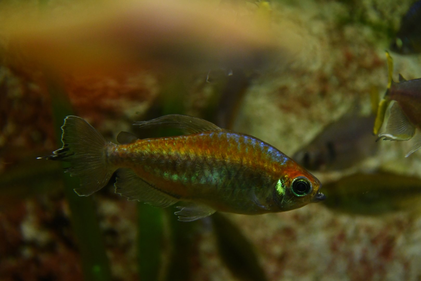 Phenacogrammus interruptus