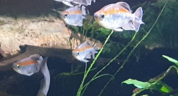 Phenacogrammus interuptus