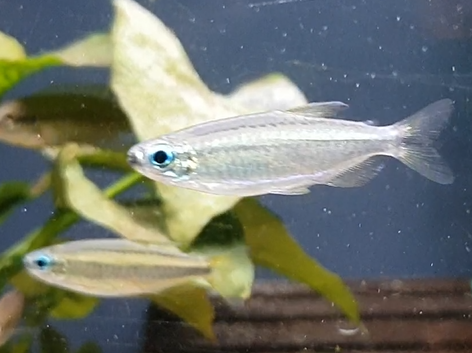 Phenacogrammus species