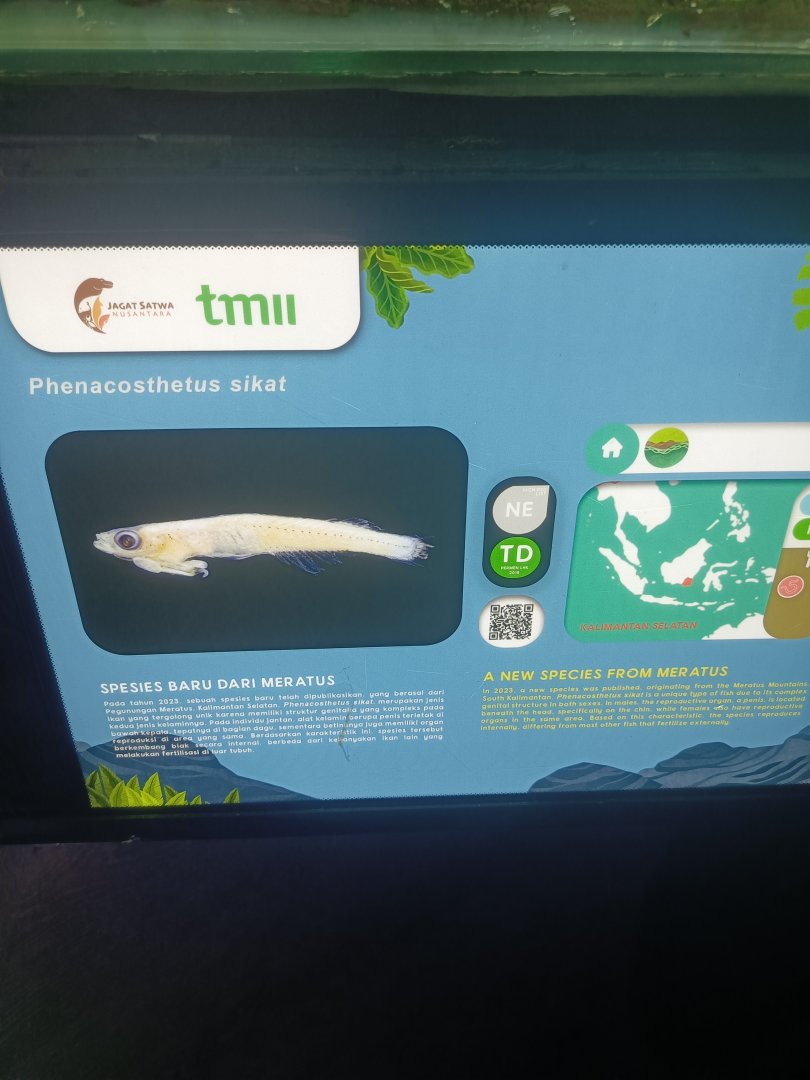 Phenacosthetus sikat signage