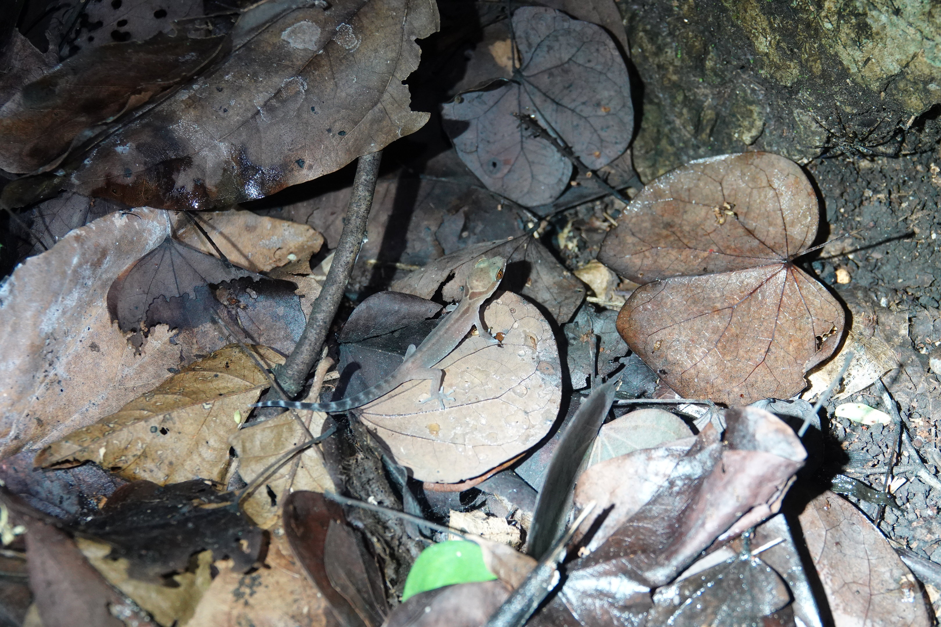 Phetchaburi Bent-toed Gecko