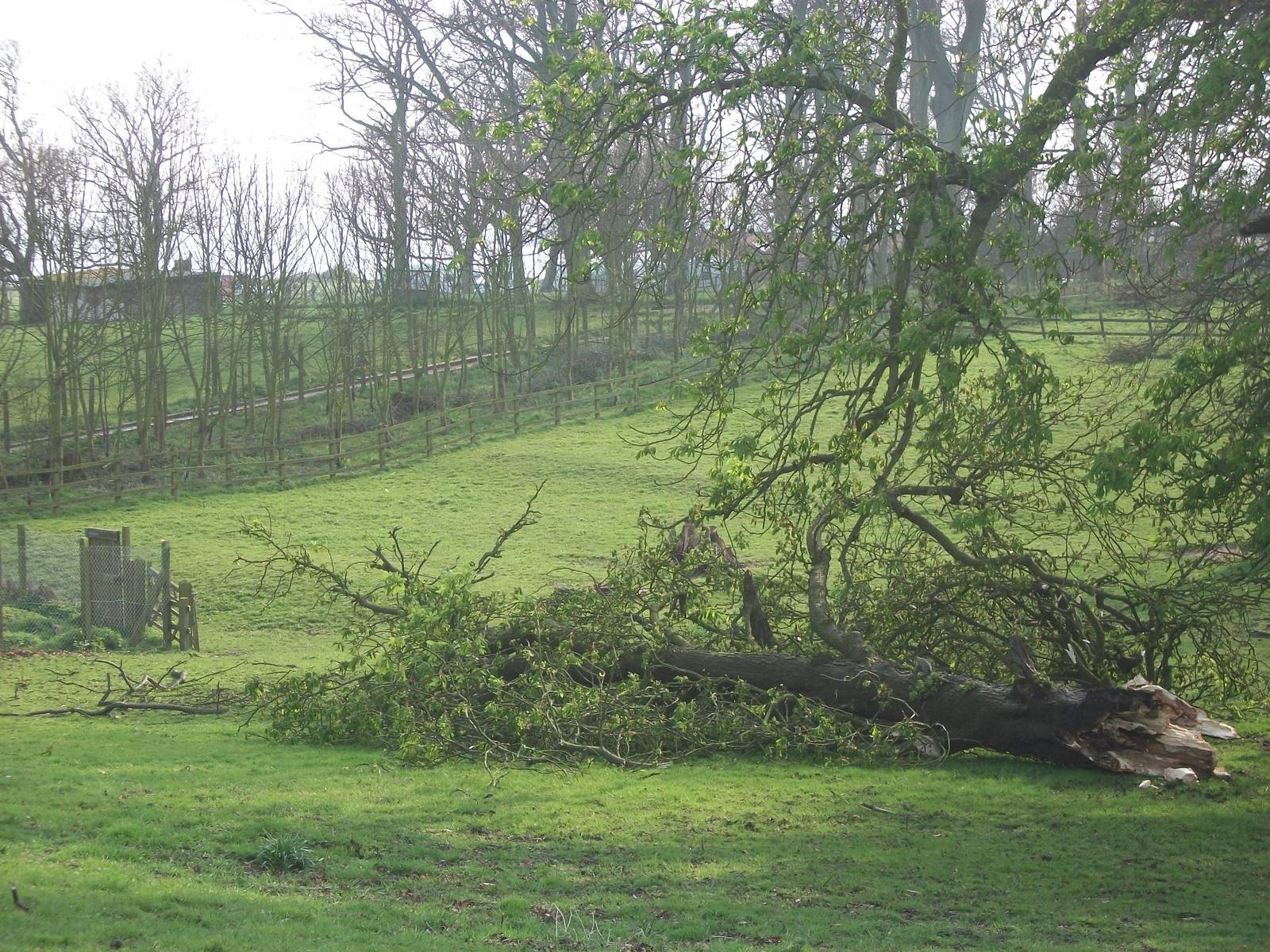 Phew, it missed the Llamas. 20th April 2014