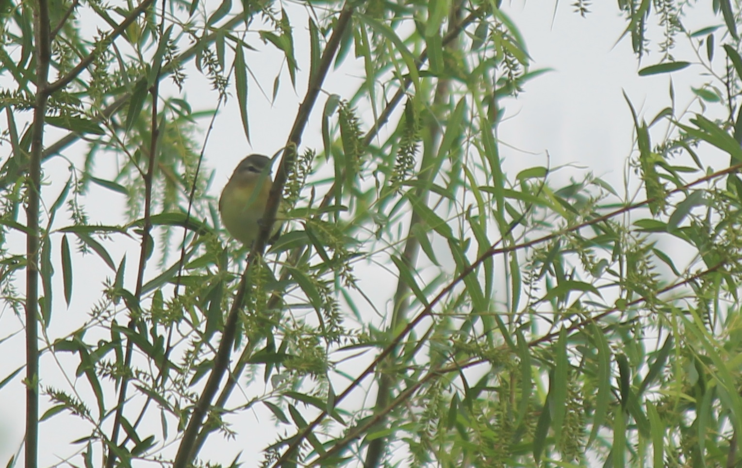 Philadelphia Vireo