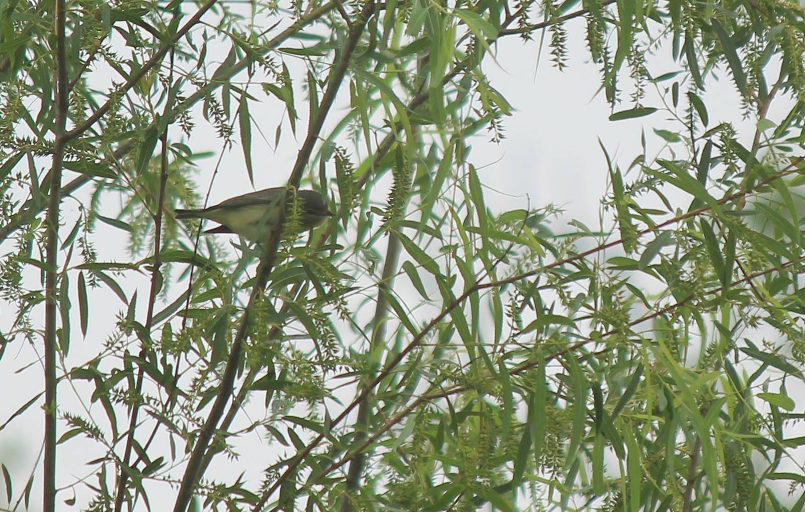 Philadelphia Vireo
