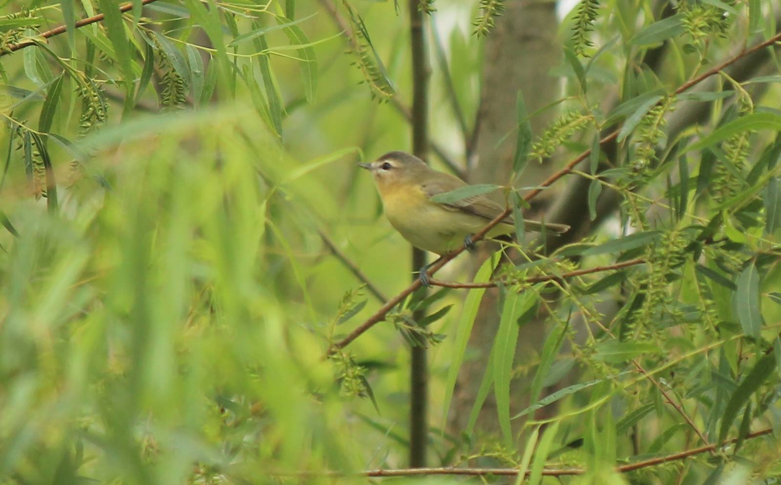 Philadelphia Vireo
