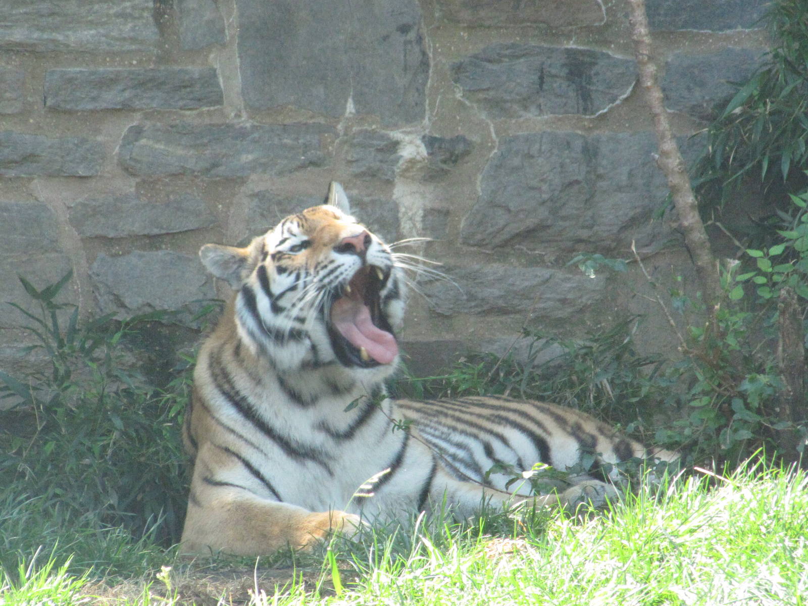 Philadelphia Zoo 2010 - Amur Tiger