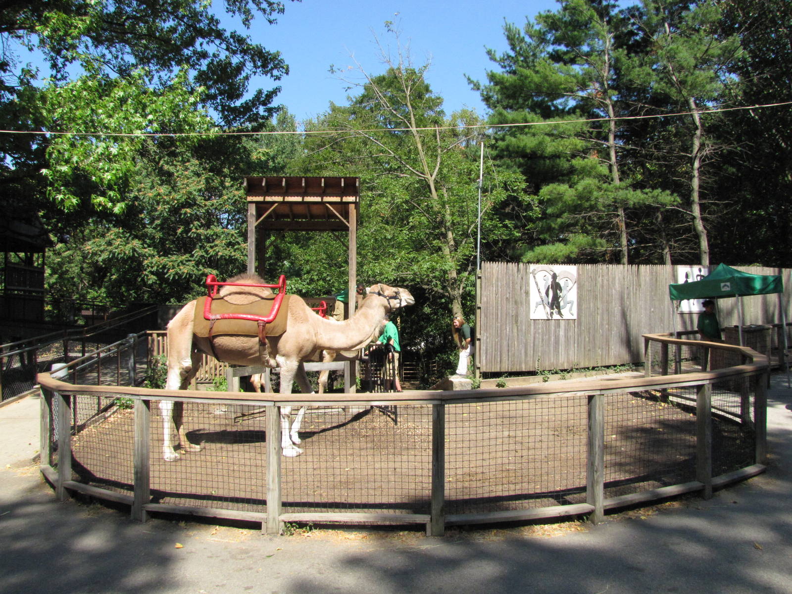 Philadelphia Zoo 2010 - Arabian Camel ride
