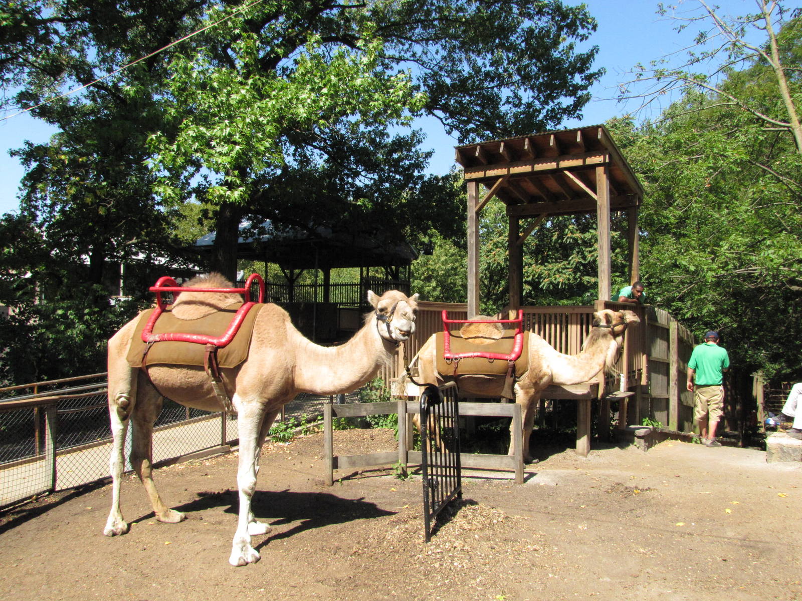 Philadelphia Zoo 2010 - Arabian Camel ride