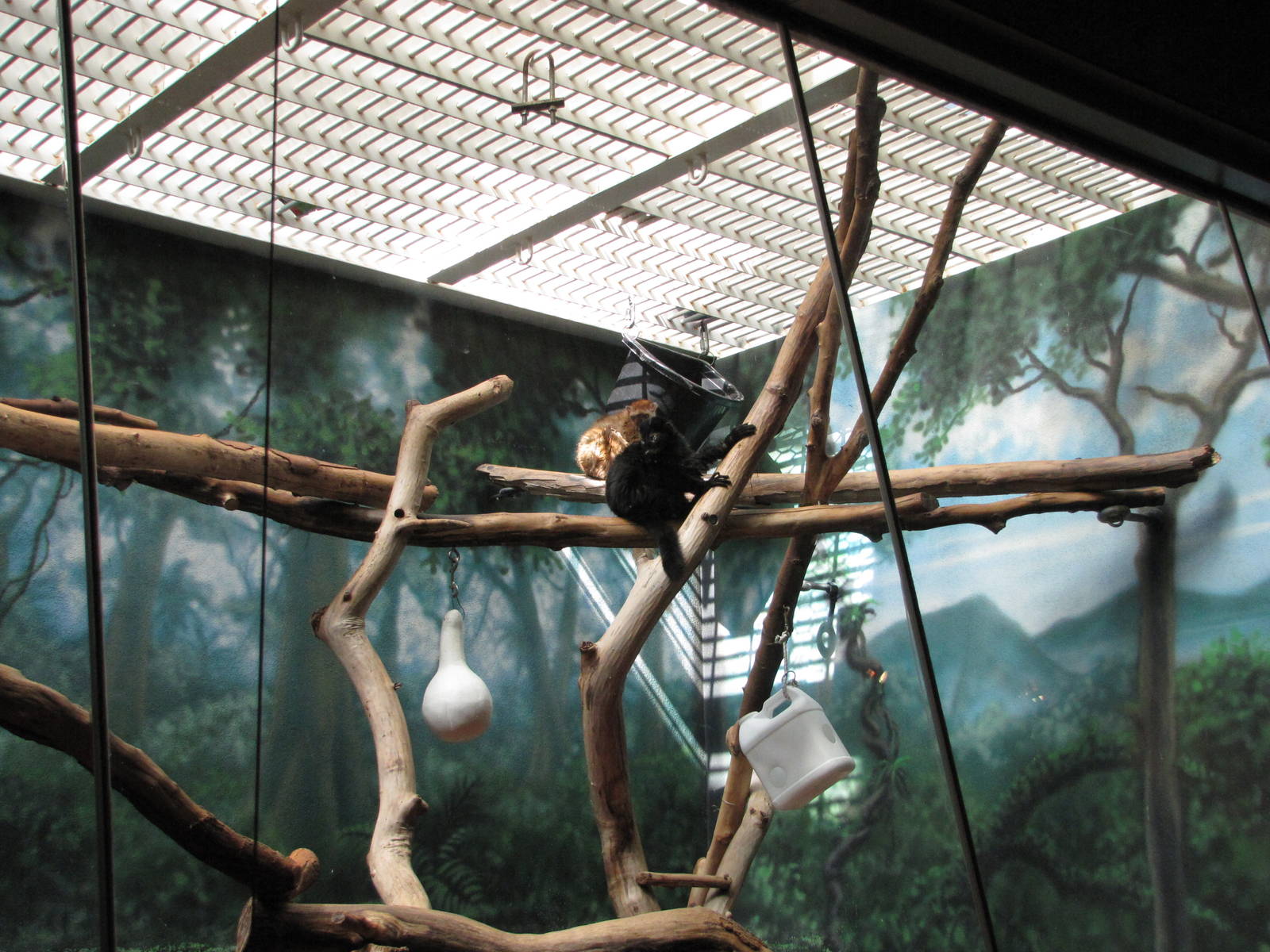 Philadelphia Zoo 2010 - Blue-eyed Lemur exhibit in Rare Animal Conservation