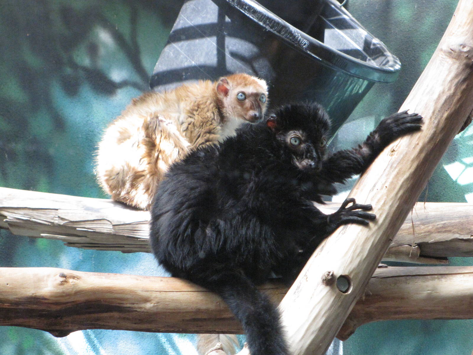 Philadelphia Zoo 2010 - Blue-eyed Lemur in Rare Animal Conservation Center