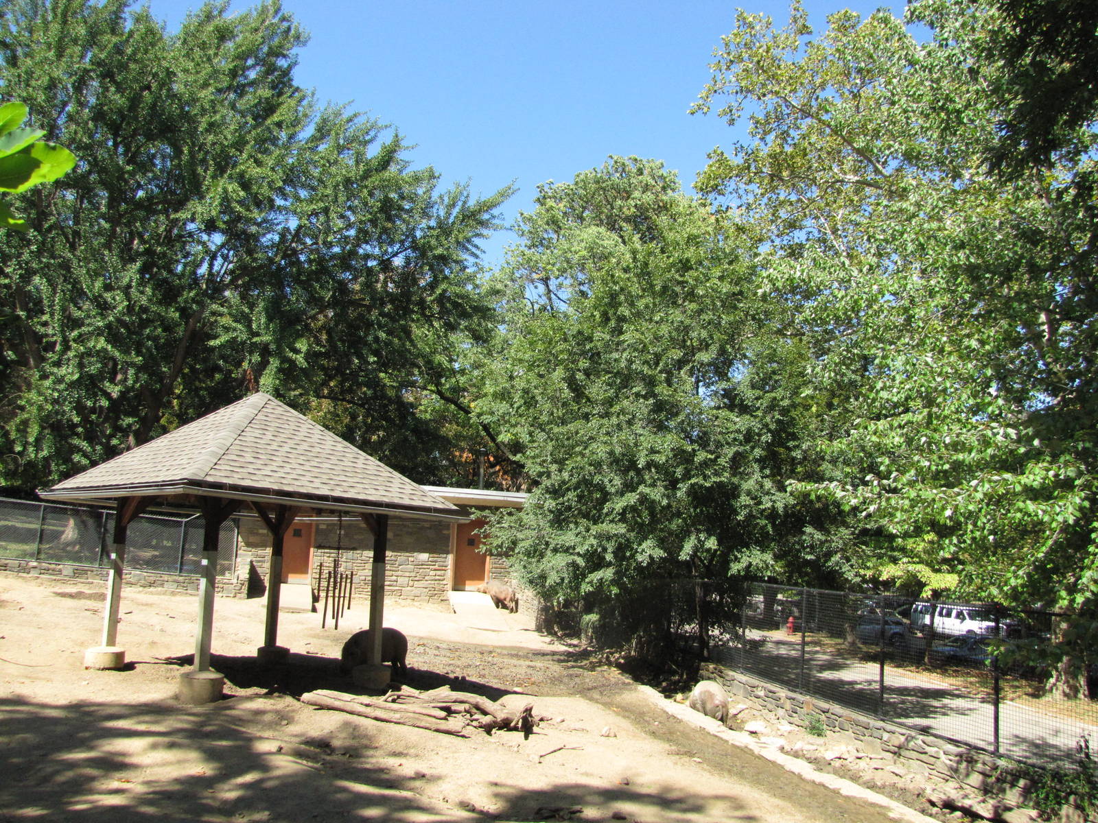Philadelphia Zoo 2010 - Bornean Bearded Pig exhibit
