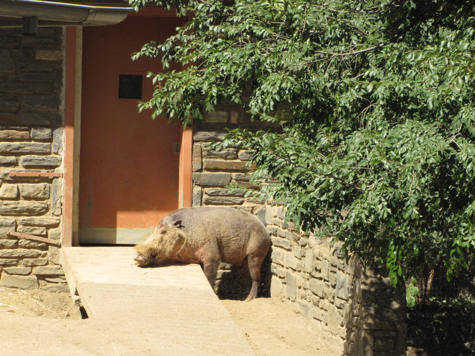 Philadelphia Zoo 2010 - Bornean Bearded Pig