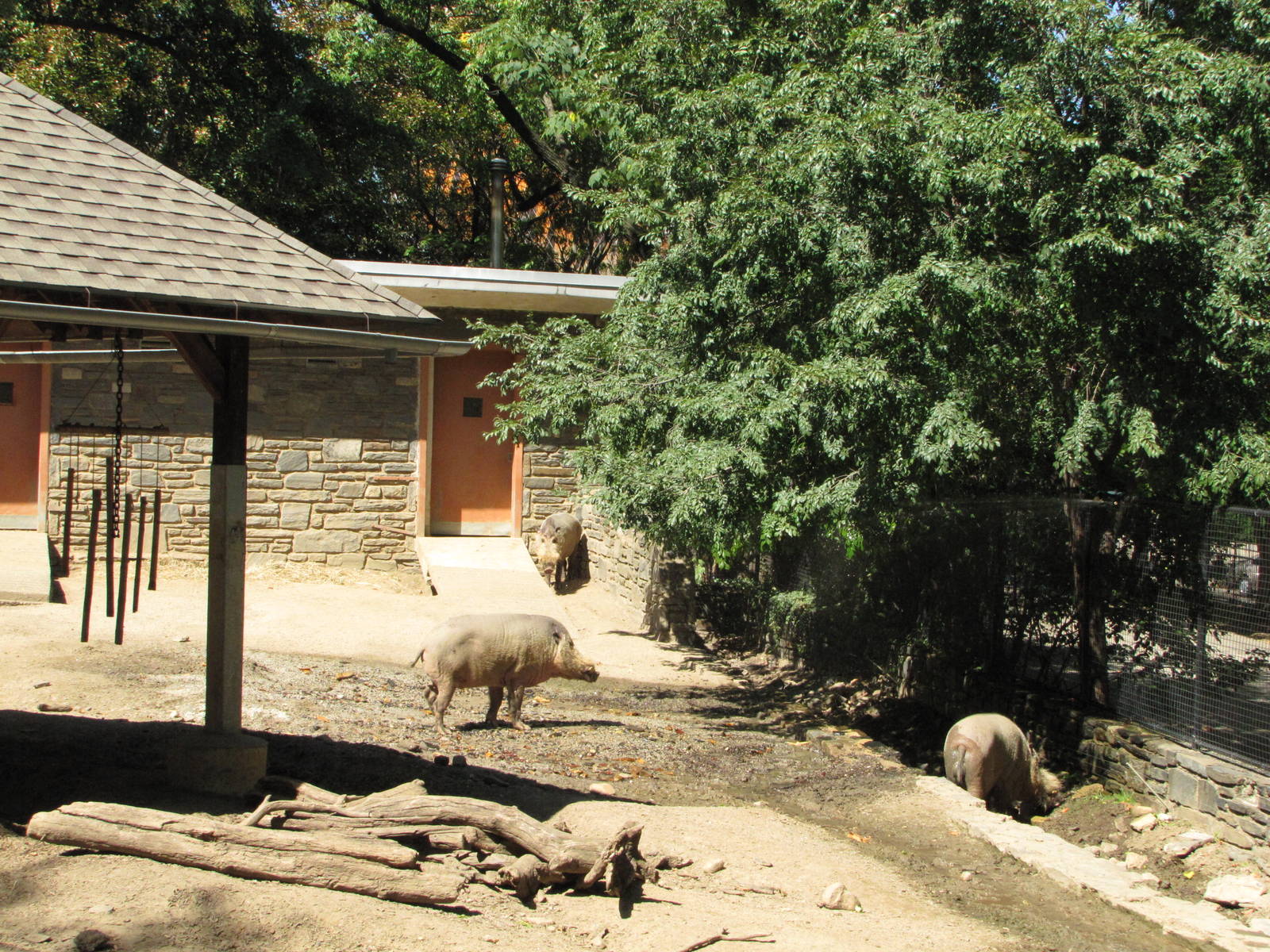 Philadelphia Zoo 2010 - Bornean Bearded Pig