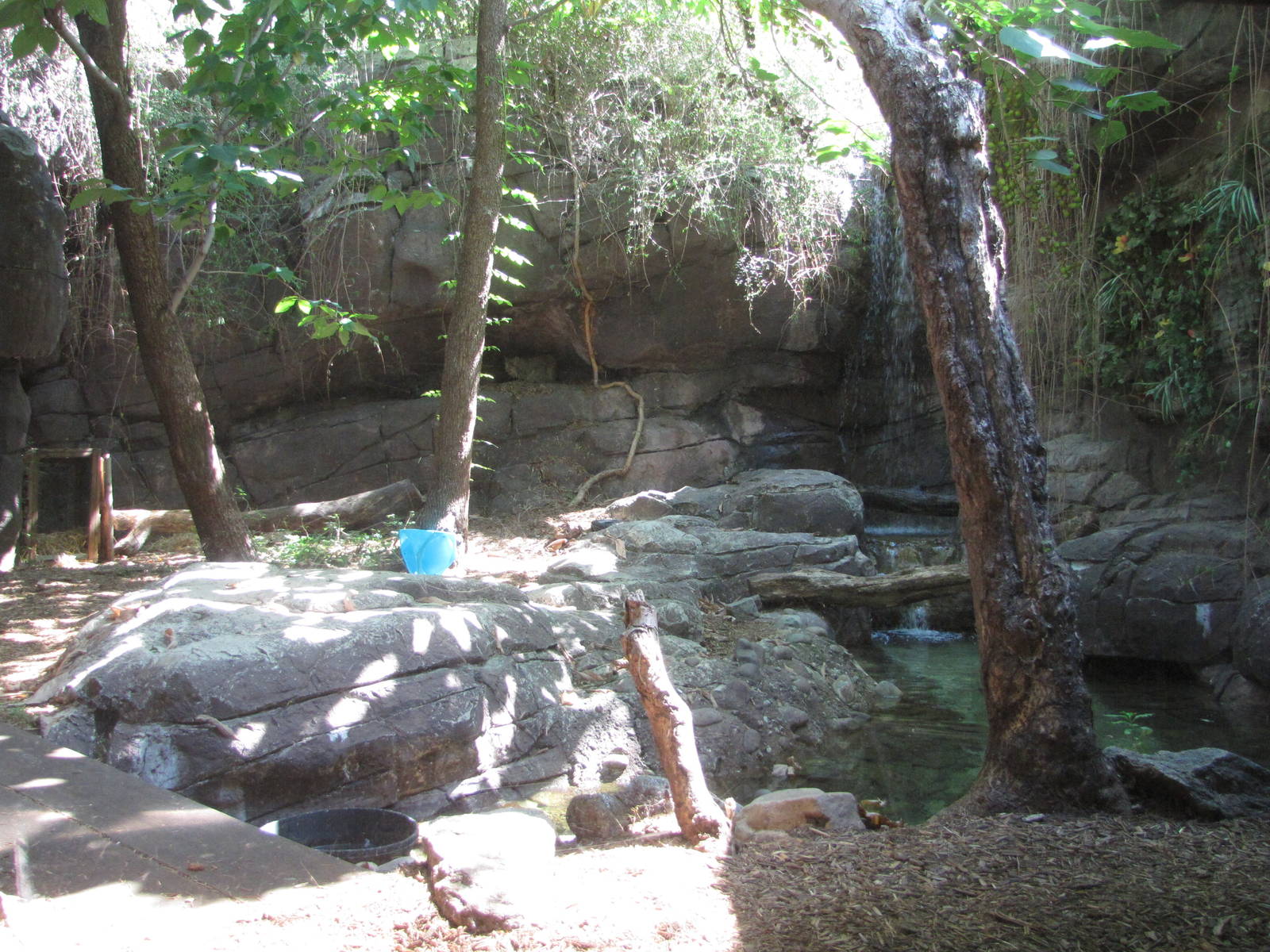 Philadelphia Zoo 2010 - Canadian Lynx exhibit in Carnivore Kingdom