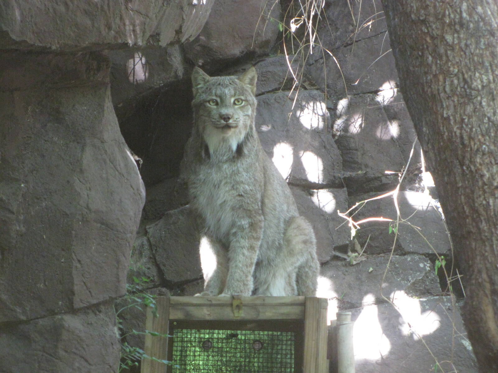 Philadelphia Zoo 2010 - Canadian Lynx in Carnivore Kingdom