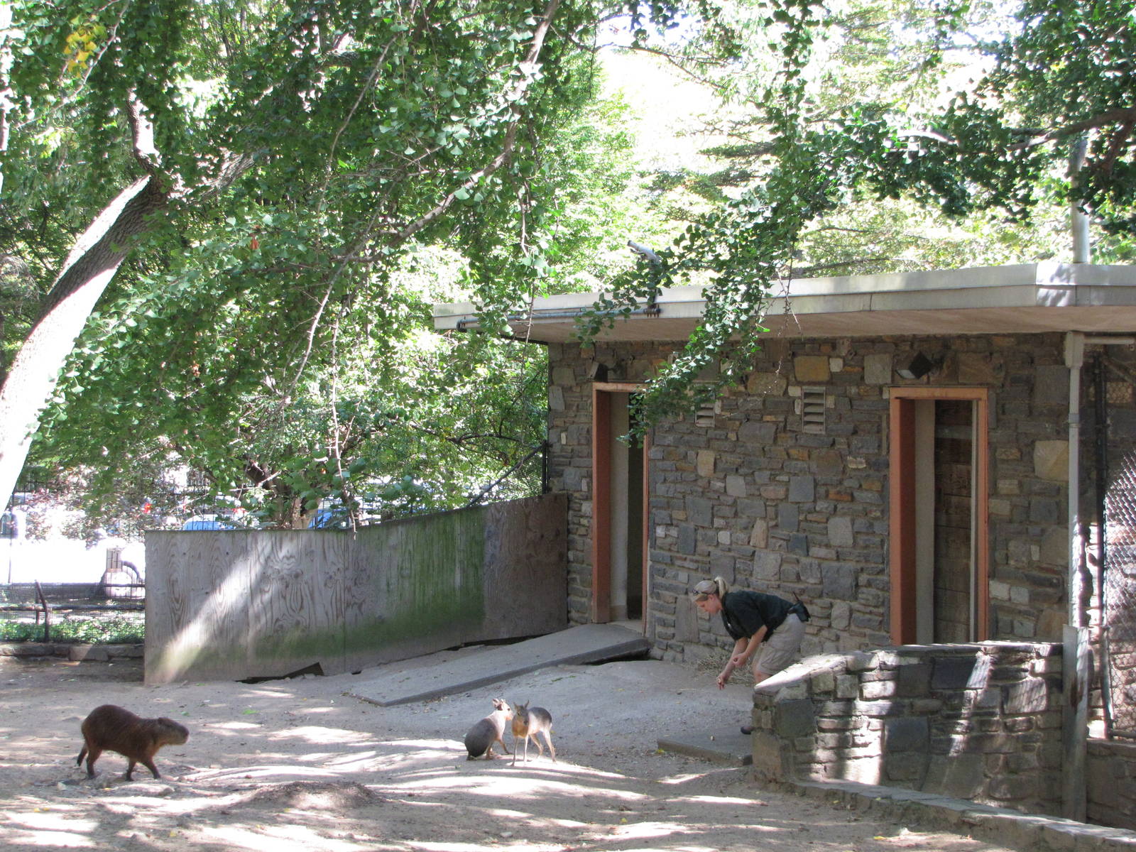 Philadelphia Zoo 2010 - Capybara comes running when its keeper calls