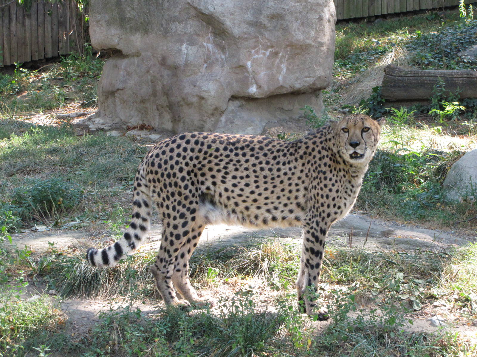 Philadelphia Zoo 2010 - Cheetah