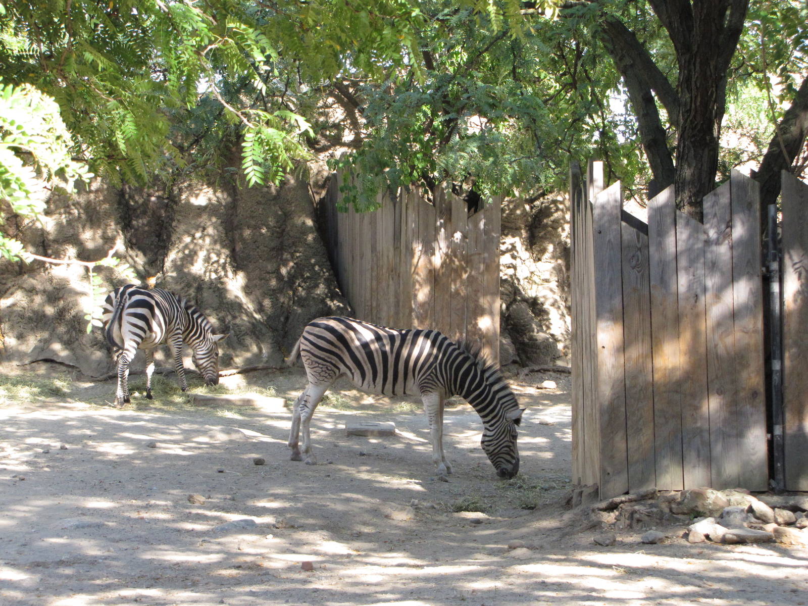 Philadelphia Zoo 2010 - Common Zebra in African Plains