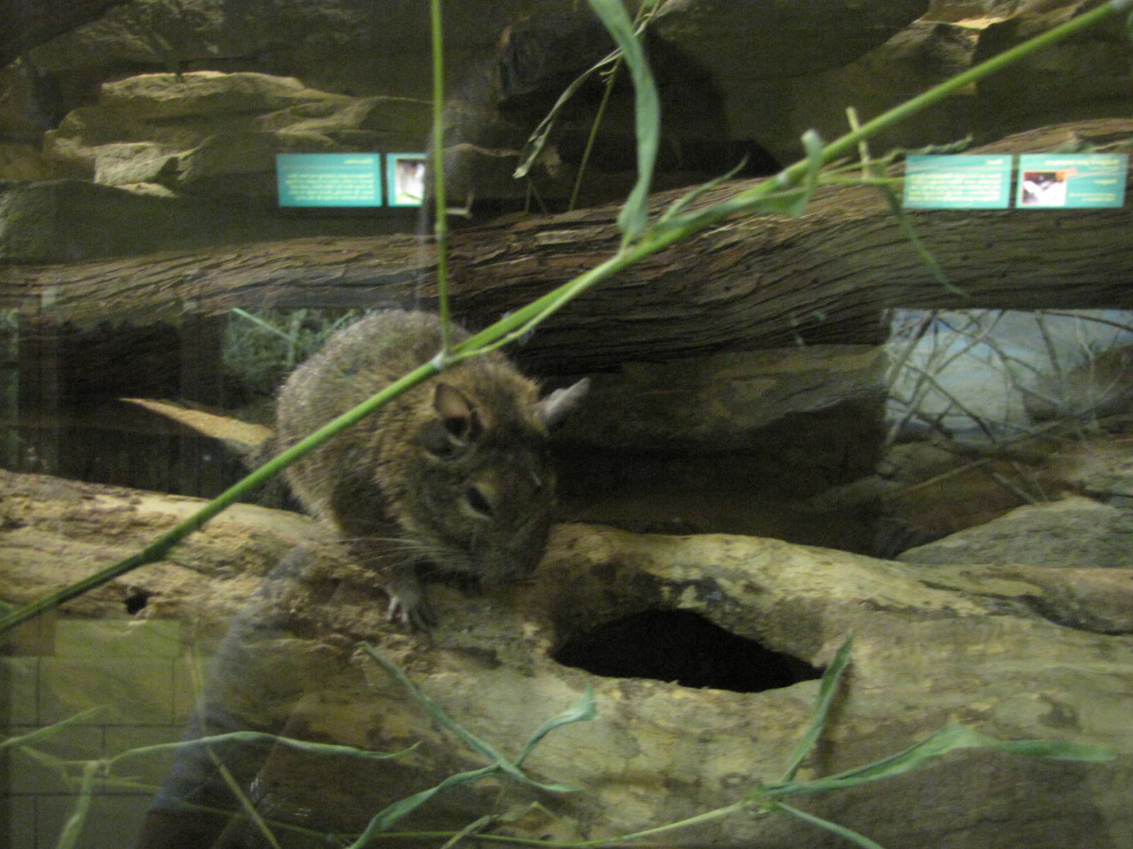 Philadelphia Zoo 2010 - Degu in Small Mammal House