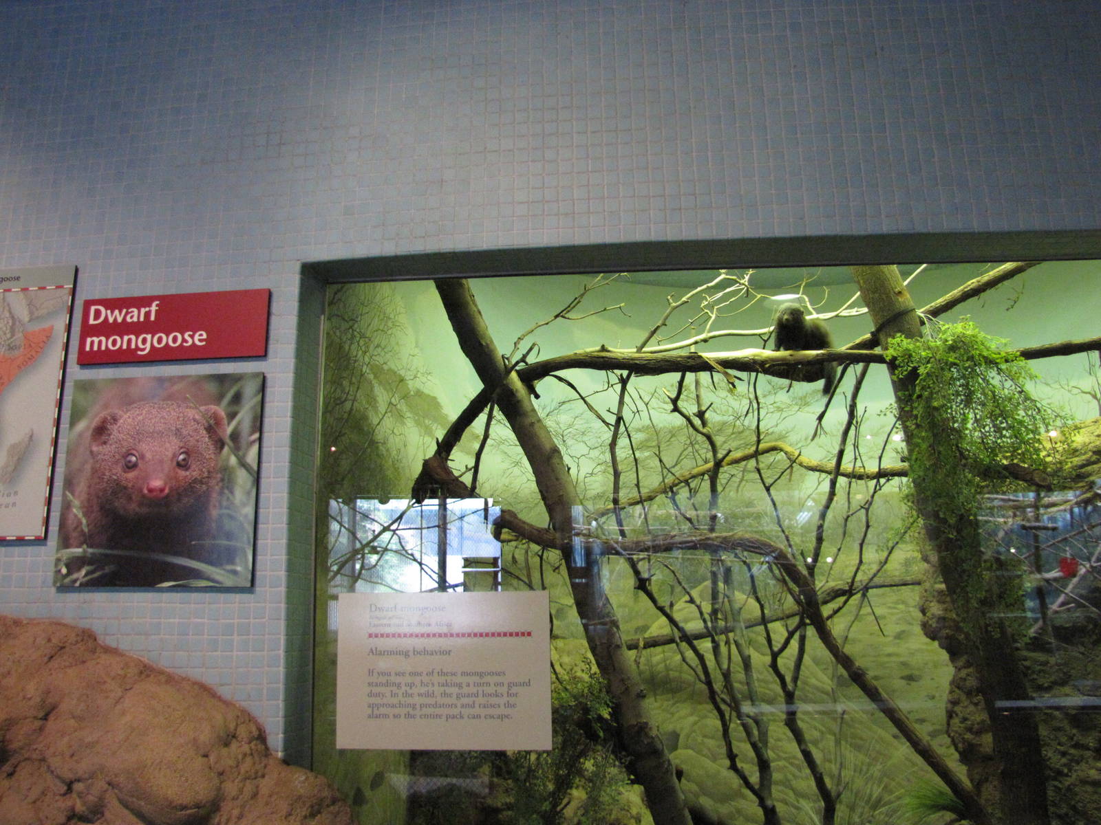 Philadelphia Zoo 2010 - Dwarf Mongoose exhibit in Rare Animal Conservation