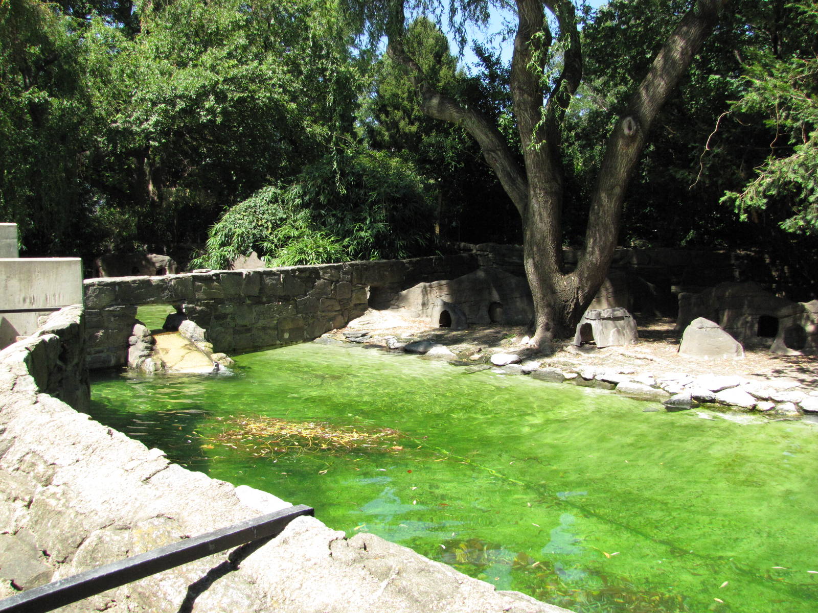 Philadelphia Zoo 2010 - First Humboldt Penguin exhibit