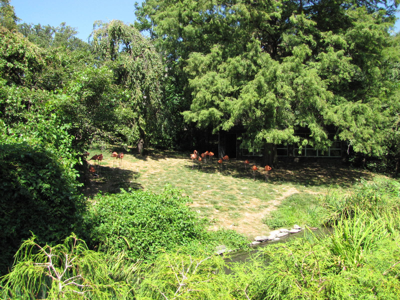 Philadelphia Zoo 2010 - Flamingo exhibit