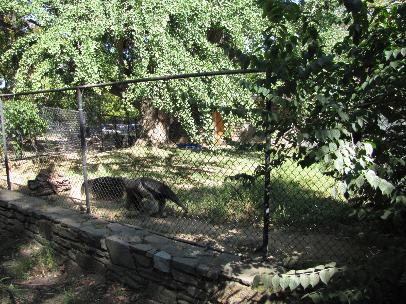 Philadelphia Zoo 2010 - Front of Giant Anteater enclosure