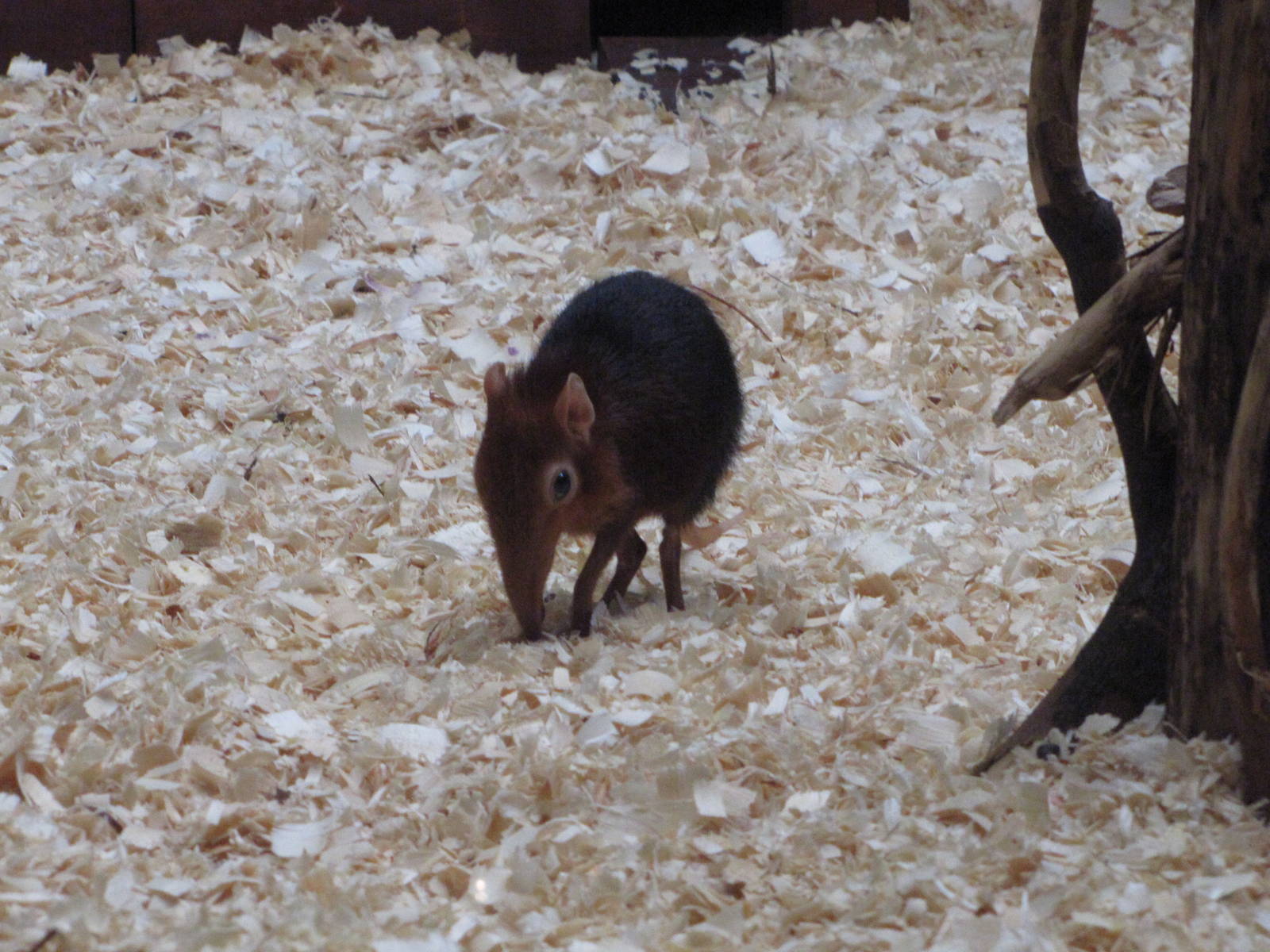 Philadelphia Zoo 2010 - Giant Elephant Shrew in Rare Animal Conservation Ce
