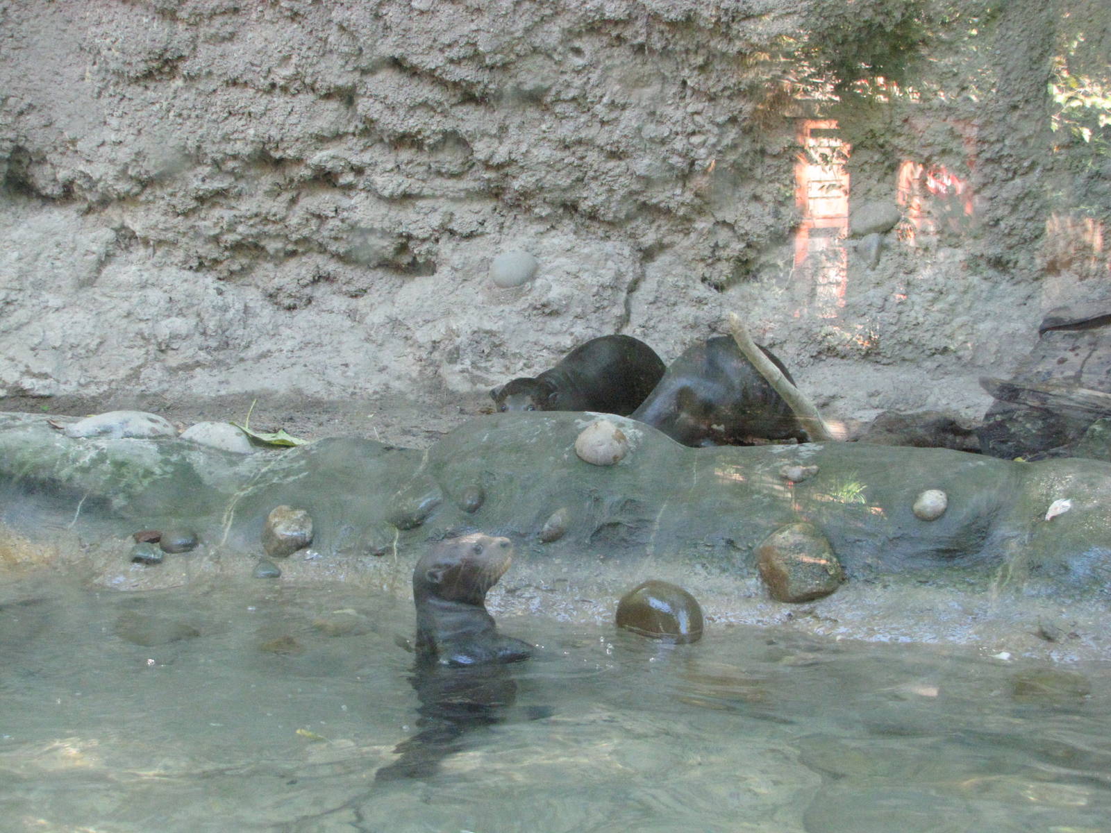 Philadelphia Zoo 2010 - Giant Otter mother teaches her pups to swim