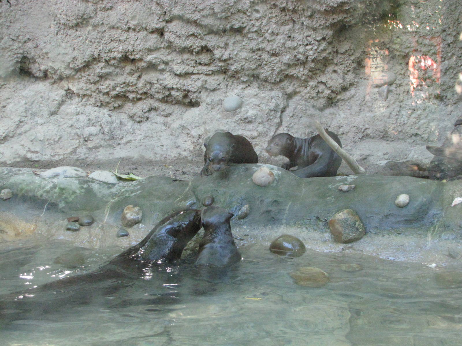 Philadelphia Zoo 2010 - Giant Otter mother teaches her pups to swim