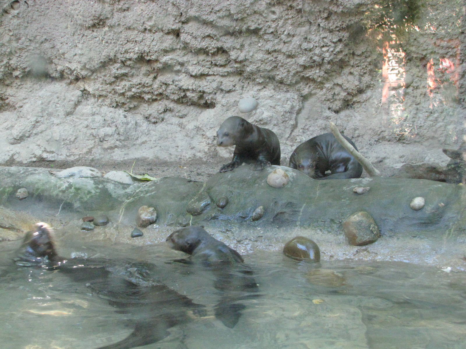 Philadelphia Zoo 2010 - Giant Otter mother teaches her pups to swim