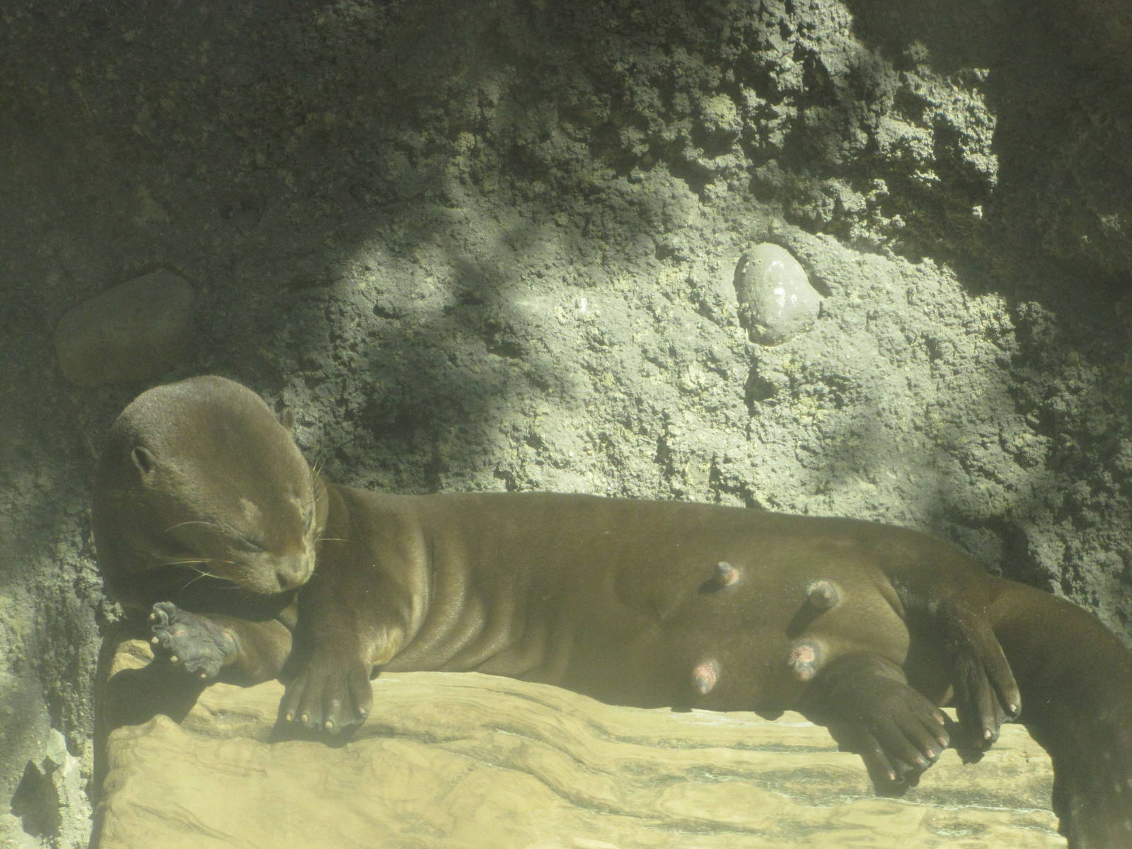Philadelphia Zoo 2010 - Giant Otter mother