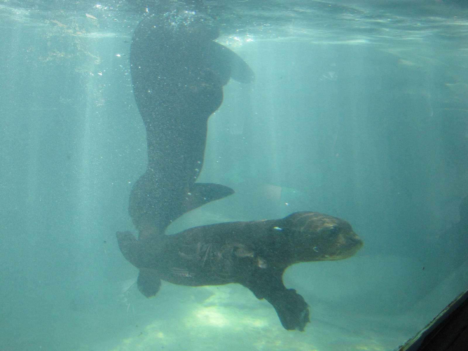 Philadelphia Zoo 2010 - Giant Otter pup learns to dive
