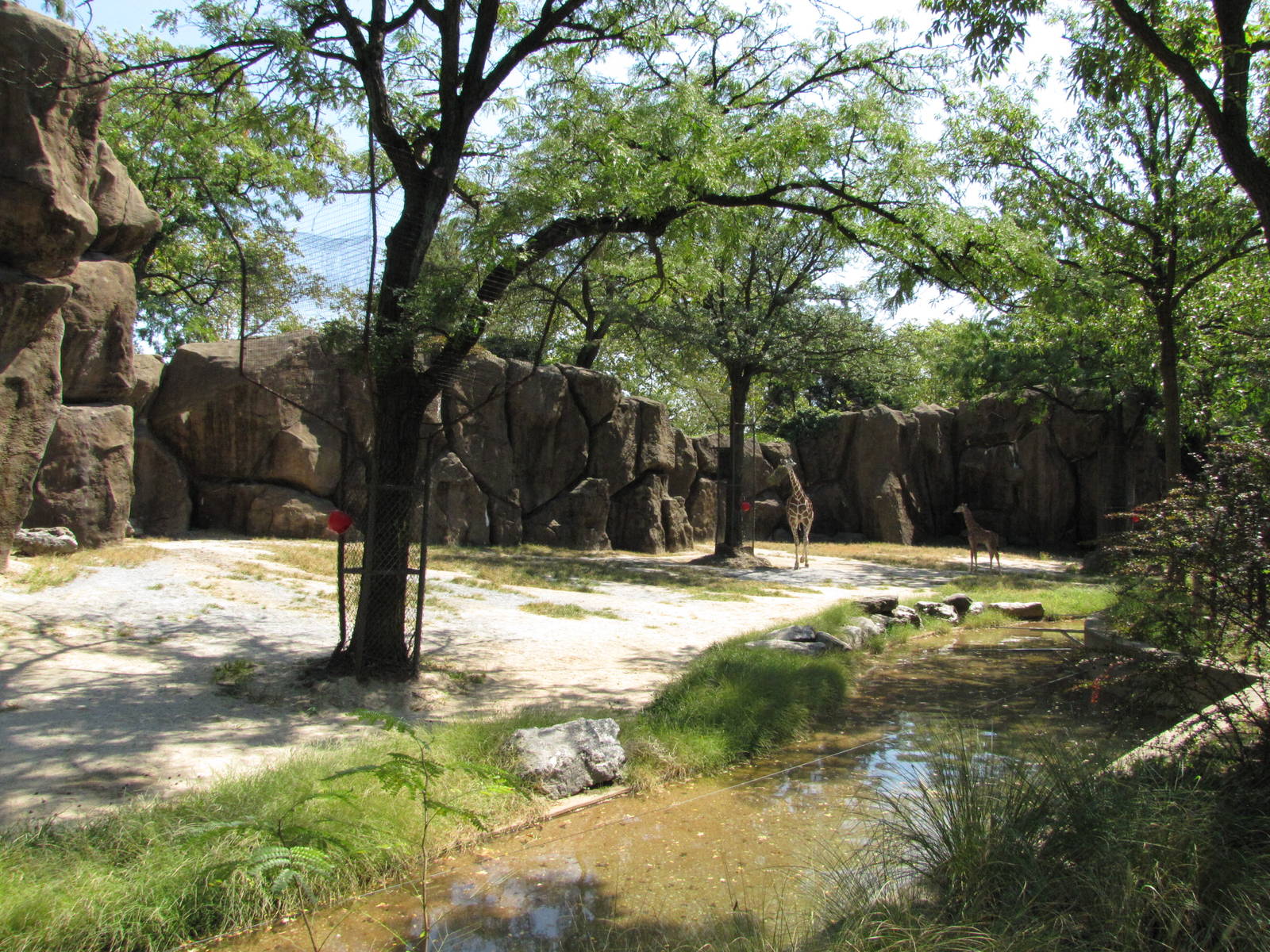 Philadelphia Zoo 2010 - Giraffe exhibit in African Plains