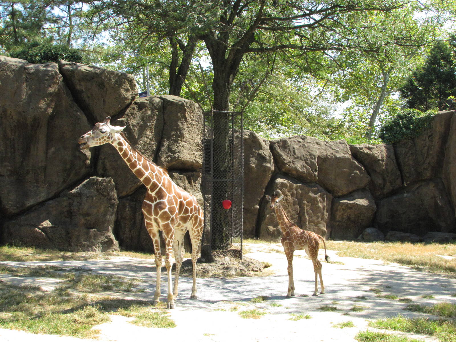 Philadelphia Zoo 2010 - Giraffe mother and calf in African Plains
