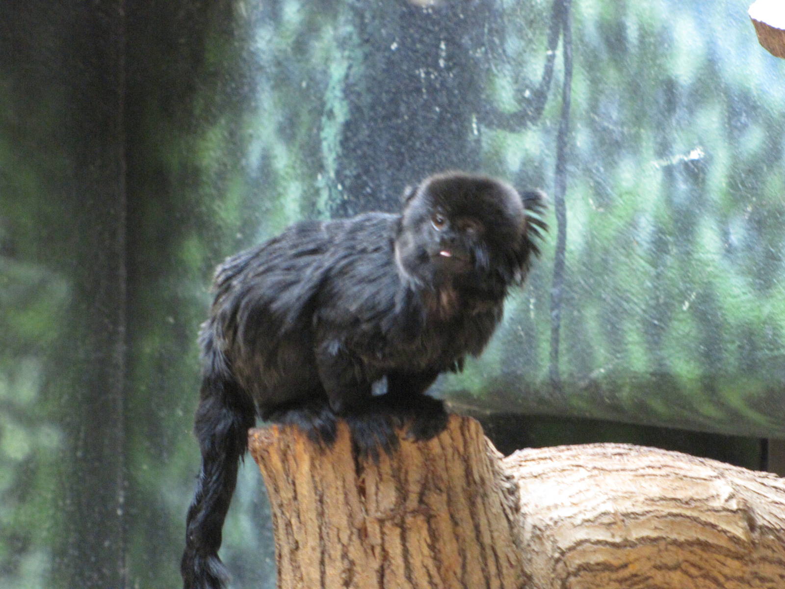 Philadelphia Zoo 2010 - Goeldis Monkey in Rare Animal Conservation Center
