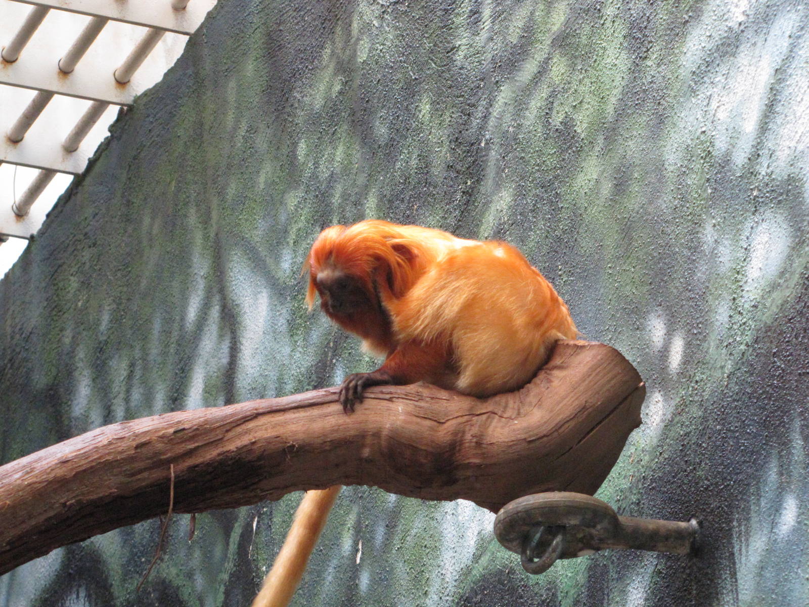 Philadelphia Zoo 2010 - Golden Lion Tamarin in Rare Animal Conservation Cen