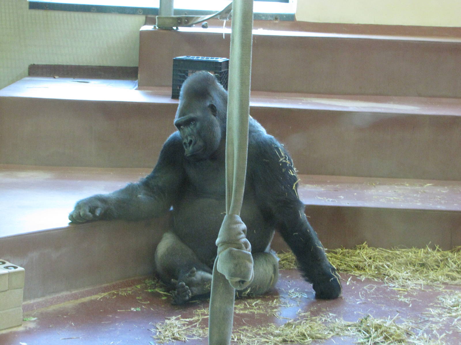 Philadelphia Zoo 2010 - Gorilla in PECO Primate Reserve