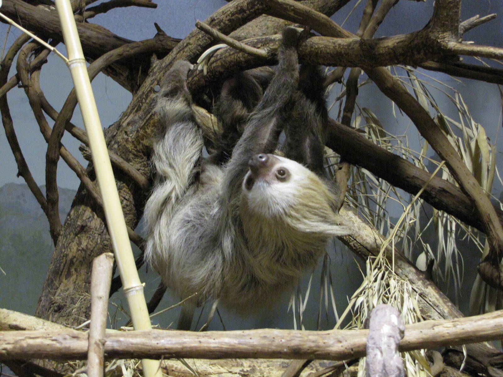 Philadelphia Zoo 2010 - Hoffmans Two-toed Sloth in Small Mammal House