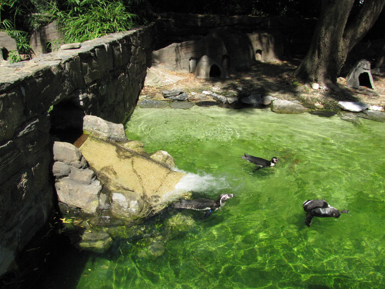 Philadelphia Zoo 2010 - Humboldt Penguins