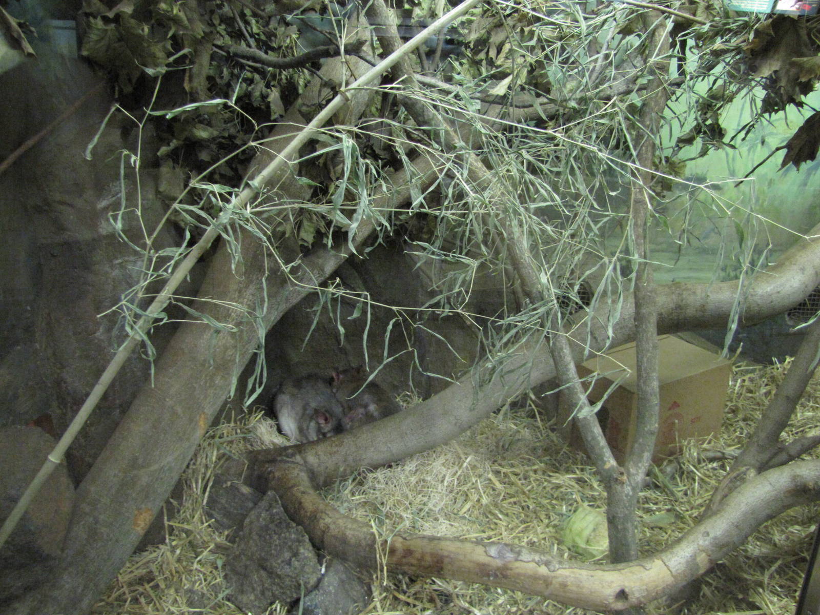 Philadelphia Zoo 2010 - Madagascar Giant Jumping Rat exhibit in Small Mamma
