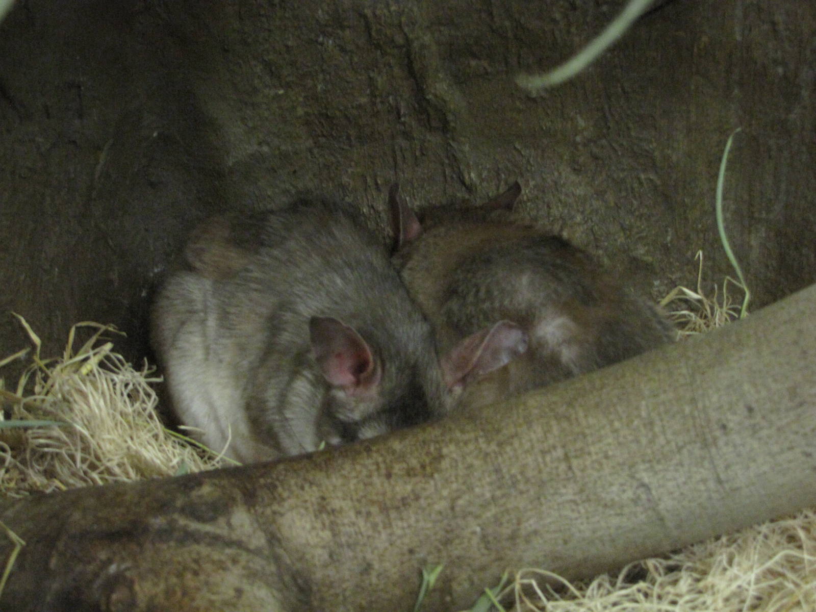 Philadelphia Zoo 2010 - Madagascar Giant Jumping Rat in Small Mammal House